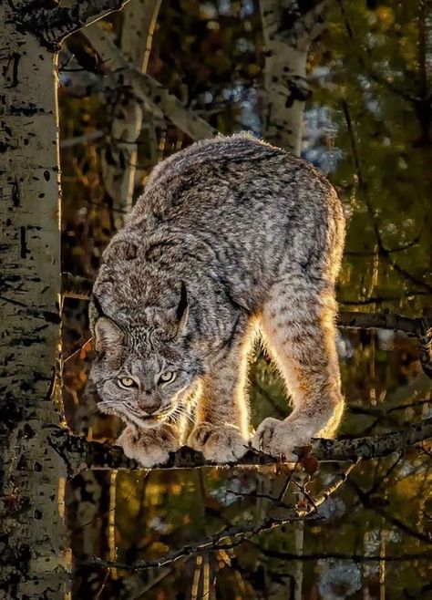 Lynx Therian, Canada Lynx, Eurasian Lynx, Tattoo Nature, Animals Tattoo, Cats Kittens, Animal Sketches, Cat Aesthetic, Wildlife Animals