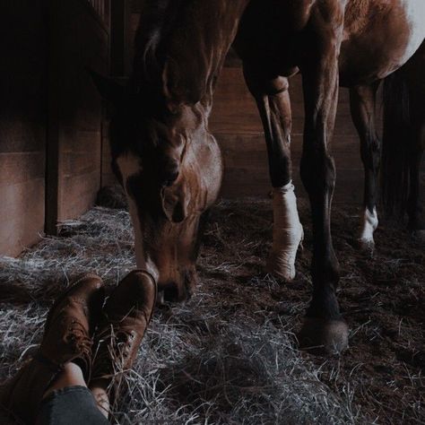 Elsie Silver, Equestrian Aesthetic, Penelope Douglas, Cowboy Aesthetic, Zoo Keeper, Horse Aesthetic, Dressage Horses, Big Sky, Horse Girl