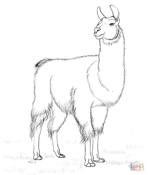 Clay Sgraffito, Llama Coloring Page, Alpaca Drawing, Llama Images, Llama Drawing, Fashion Sketches Men, Llama Decor, Llama Arts, Illustration Photo