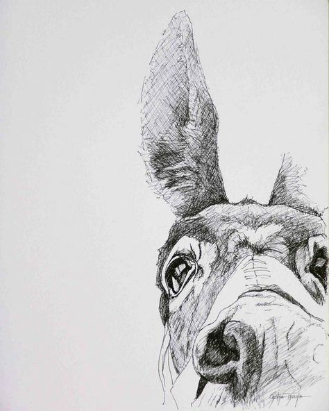 Cristina Troufa Mule Drawing, Donkey Sketch, Cristina Troufa, Donkey Illustration, Donkey Drawing, Drawing Faces, Animal Drawing, Sketch Inspiration, Animal Sketches