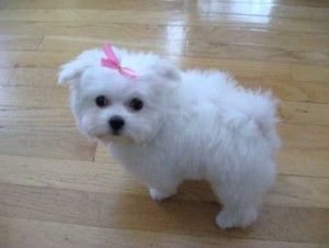 Classified Listings Maltese Puppy Cut, Maltese Puppies For Sale, Bored Dog, Teacup Maltese, Maltese Puppies, Maltese Dog, Maltese Puppy, Maltese Dogs, Teacup Puppies