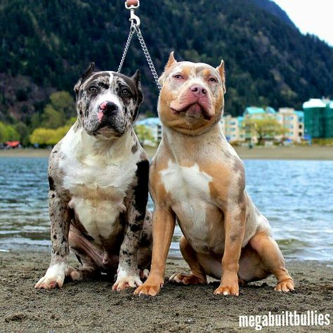 Merle pitbulls Merle Pitbull Puppies, Cats And Owners, Merle Pitbull, Pitbull Dog Breed, Pitbull Puppies For Sale, Bully Breeds Dogs, Bully Dog, Really Cute Dogs, Pretty Dogs