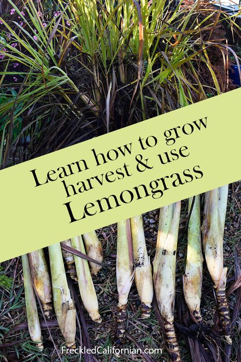 Lemongrass is a perennial herb that is used to infuse dishes with a bright lemon flavor. This flavorful plant is simple to grow at home, especially in warm climates. Lemongrass can be easily propagated from stalks in both soil or water. This step-by-step guide shows you how to maintain, harvest, and care for lemongrass in your own garden. California Gardening, Grow Lemongrass, Green Onions Growing, Grow Seeds, Lemongrass Plant, How To Grow Lemon, Garden 2023, Growing Garlic, Herb Gardening