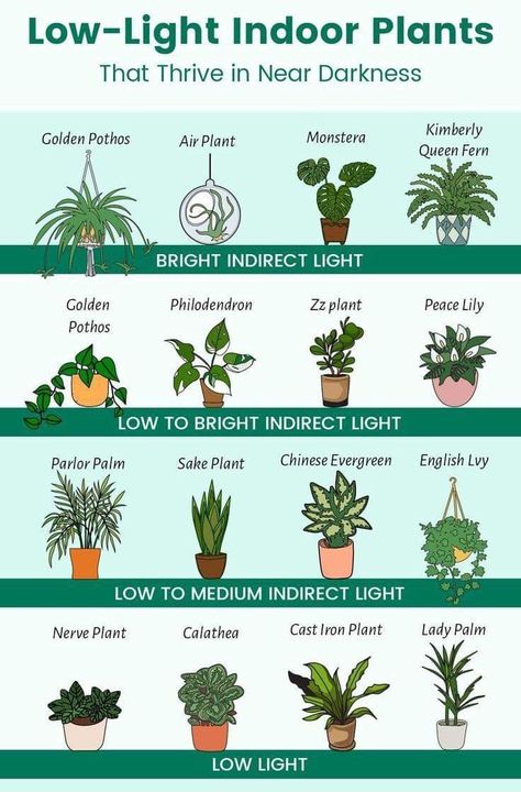 Inside Plants, Air Plants, Indoor Plants, Plants, Pins