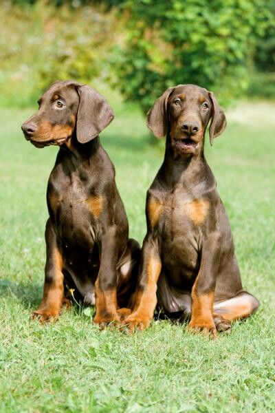 Doberman, long eared puppies Doberman Puppies, Doberman Pinscher Puppy, Doberman Love, Doberman Pinscher Dog, Dangerous Dogs, Doberman Puppy, Doberman Dogs, Sweet Dogs, Baby Puppies