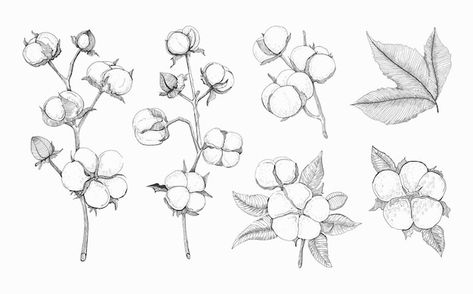 Cotton Plant Tattoo, Pottery Logos, Cotton Tattoo, Cotton Drawing, Cotton Branches, Tattoo Flowers, Plant Tattoo, Cotton Plant, Flower Sketches