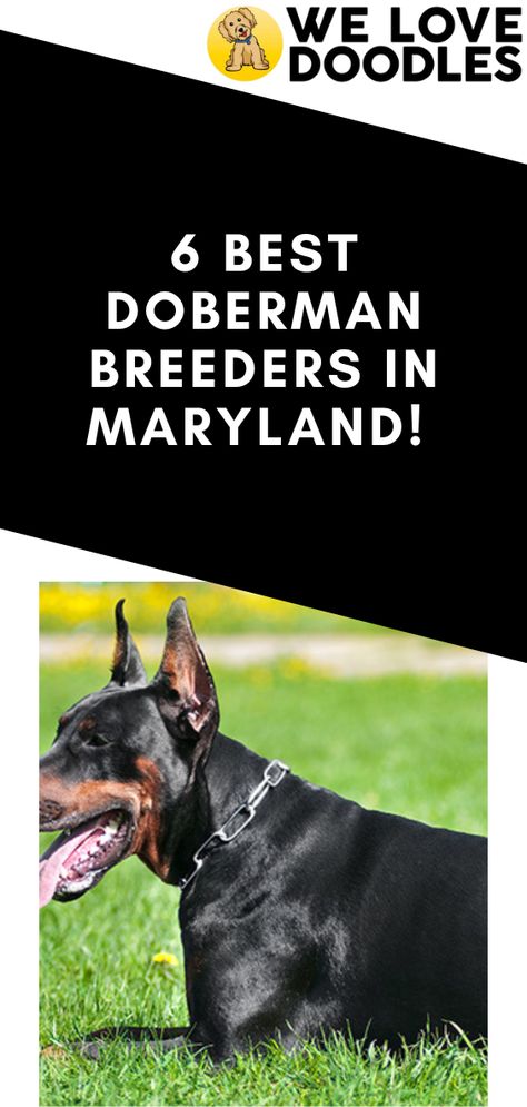 Here’s what you need to know if you’re searching for Doberman breeders in Maryland. The tenacious and elegant-looking Doberman, also known as German or Doberman Pinscher, is a medium-sized dog from Germany. Doberman is categorized under the working group by the American Kennel Club and is described as an alert, loyal and fearless canine. Doberman Breeders, Doberman Puppies, German Pinscher, Doberman Puppy, Love Doodles, American Kennel Club, Medium Sized Dogs, Doberman Pinscher, Doberman