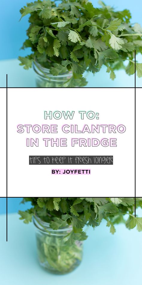 HOME Store Cilantro, Store Fresh Herbs, Cooking With Fresh Herbs, Dish Organization, Herb Storage, Fruit And Vegetable Storage, How To Store, Cocktail Making, Fresh Cilantro