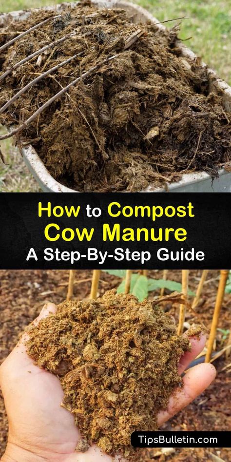 Did you know that fresh cow manure makes great cow dung compost? Discover how to improve soil health with the nutrient-rich organic matter delivered by composted manure. We’ve got fascinating tips and helpful tricks to get you started on your own organic compost journey. #compost #cow #manure Manure Compost Bin, Chicken Manure Compost, Manure Composting, How To Compost, Horse Manure, Chicken Manure, Compost Pile, Cow Manure, Diy Compost