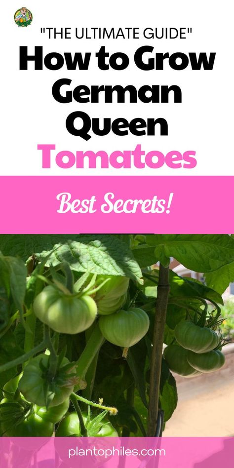 Dive into Our Expert Guide to Cultivating Juicy, Flavorful Tomatoes. From Planting to Harvesting, We've Got You Covered! How to Grow German Queen Tomatoes - Best Secrets! | German Queen Heirloom Tomato IG Photo by: _gardeningfoodiern Tomato Seedlings, Heirloom Tomato, Root Growth, Tomato Plants, Heirloom Tomatoes, How To Grow, Plant Care, Planting, Tomatoes