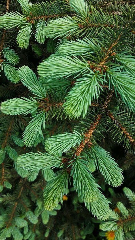 Cool Wallpapers For Your Phone, Forest Pattern, Pine Leaf, Pine Trees Forest, Holly Tree, Leaf Texture, Christmas Greenery, Unique Trees, Tree Photography