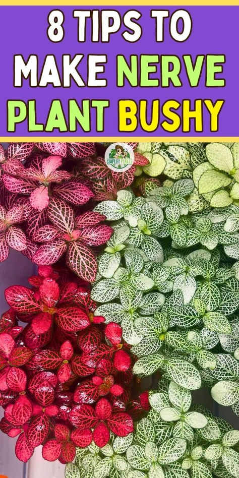 Discover 8 essential tips to make your nerve plant bushy and vibrant! This  guide covers everything from nerve plant care and propagation to watering  techniques and optimal light conditions. Learn how to revive wilting nerve  plants, manage dry leaves, and create stunning nerve plant arrangements.  Perfect for fittonia enthusiasts, this resource will help you cultivate  healthy nerve plants, whether in soil or water. Propagating Nerve Plant, Nerve Plant Propagation, Fittonia Plant Care, Nerve Plant Care, Fittonia Plant, Plant Care Guide, Nerve Plant, Plant Arrangements, Dry Leaves