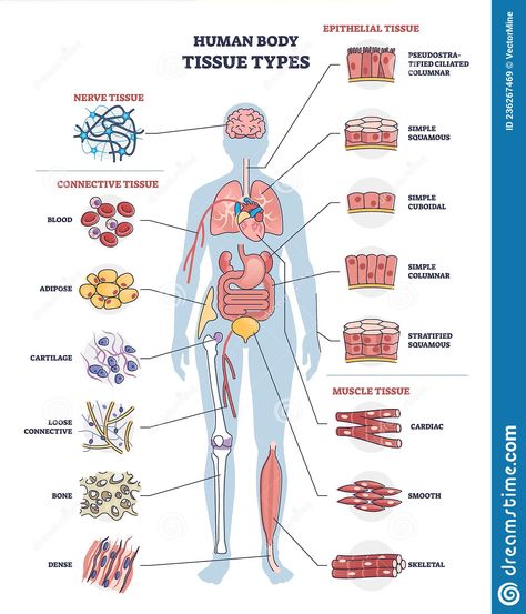 Human Body Tissue, Tissue Drawing, Nursing School Essential, Human Tissue, Nursing School Motivation, Basic Anatomy And Physiology, Nurse Study Notes, Nursing Student Tips, Tissue Types