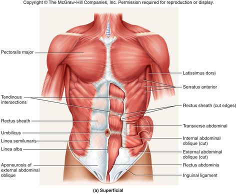 Abdominal musculature Abdominal Muscles Anatomy, Body Muscle Anatomy, Muscles Anatomy, Muscle Diagram, Muscle System, Oblique Workout, Brain Anatomy, Human Body Anatomy, Medical School Motivation