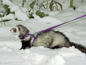 The Best Way To Walk Your Ferret on a Leash | Ferrets as Pets  #ferretstagram #petstagram #animal #sugargliders #ferretsoninstagram #ferreting #garden #r #snake #polecat #happy #catsnake #furets #aussieferret #piton #corujasuindara #coruja #jiboiasbrasil #chinchila #animaisexoticos #cobras #iguana #camale #jiboia #animaisdeestima #amocorujas #chinchilla #aussieferrets #hedgehoglove #camaleao Ferret Colors, Ferret Ideas, Baby Ferrets, Pattern Combinations, A Ferret, Pet Ferret, Shades Of Burgundy, Cat Harness, Sugar Glider