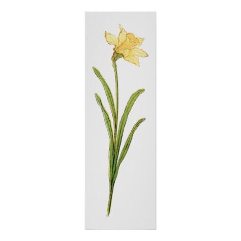 Single Daffodil, Daffodil Illustration, Lavender Flower Girl Dress, Flower Shop Display, Ideas For Flowers, Daffodil Tattoo, Peony Colors, Tattoo Neck, Kate Greenaway