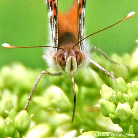 The Anatomy of Butterflies Butterfly Body Parts, Butterfly Antenna, Butterfly Anatomy, Butterfly Identification, Different Types Of Eyes, Ultraviolet Color, Butterfly Legs, Milkweed Plant, Types Of Eyes