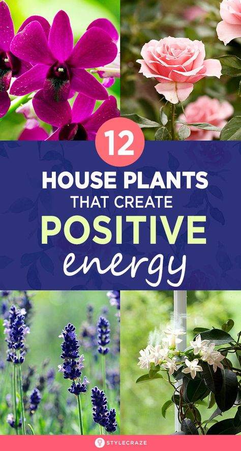 Plants For Positive Energy At Home, Plants That Bring Positive Energy, Plants For Good Energy Home, Positive Energy Plants For Home, How To Bring Positive Energy To Home, Backyard Flower Garden Ideas, Backyard Flower Garden, Create Positive Energy, Popular Plants