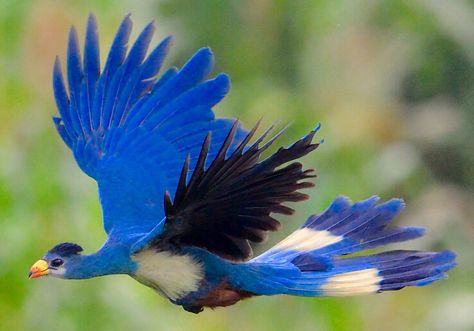 Blue Turaco On The Wings Of Love, Image Nature, All Birds, Exotic Birds, Pretty Birds, Colorful Birds, Photo Images, Birds Flying, Bird Species