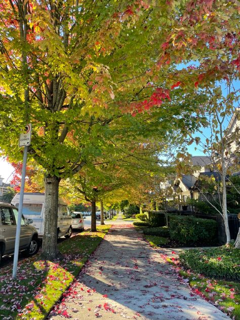 #autumn #tree #treelinestreet #beautifulbritushcolumbia #vancouver Aesthetic Vancouver, In The City Aesthetic, The City Aesthetic, Vancouver Neighborhoods, Neighborhood Street, Autumn Tree, North Vancouver, Tree Line, City Aesthetic