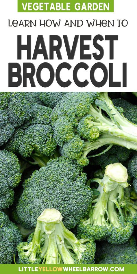 When To Harvest Broccoli, Harvesting Broccoli, Broccoli Plant, Growing Broccoli, Broccoli Seeds, Cabbage Worms, Vegetable Harvest, Broccoli Stems, Vegetable Garden Tips