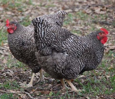 Barred Plymouth Rock Barred Plymouth Rock Chickens, Barred Plymouth Rock, Plymouth Rock Chicken, Reptile Room, Plymouth Rock, Beautiful Chickens, Barnyard Animals, Chicken Breeds, Greenhouse Gardening