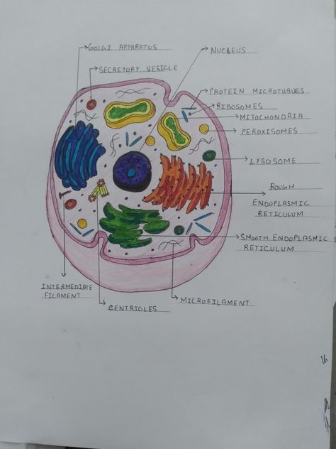 Cell structure Human Cell Drawing, Human Cell Diagram, Animal Cell Drawing, Biology Project, Cell Project, Human Respiratory System, Cell Diagram, Science Chart, File Decoration