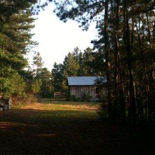 Piney woods of East Texas East Texas Aesthetic, Small Town Woods Aesthetic, Southern Horror, Northern Gothic, Gothic Midwest Aesthetic, Small Midwest Town Aesthetic, Southern Gothic Forest, 70s Country, Texas Forest