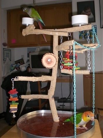 Easy to make bird diy playstand awesome fun parrot play area Bird Play Gym, Homemade Bird Toys, Parrot Play Stand, Best Pet Birds, Diy Bird Cage, Budgie Toys, Diy Bird Toys, Parrot Stand, Parrot Pet