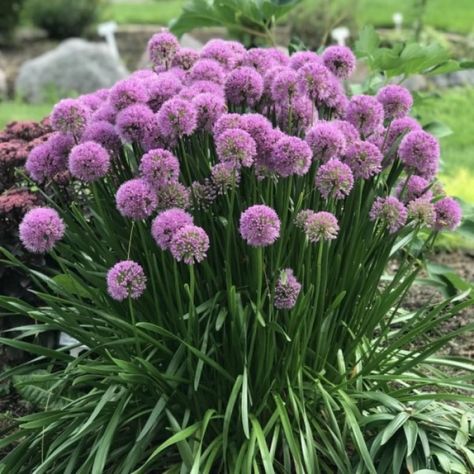 PRICES MAY VARY. Allium Millenium Plant in 2.5 Inch Pot, Purple Allium Ornamental Onion Starter Plant for Garden Allium Millenium Plant in 2.5 Inch Pot, Purple Allium Ornamental Onion Starter Plant for Garden Ornamental Onion, Purple Allium, Cut Flower Garden, Starter Plants, Hardy Plants, Chelsea Flower, Chelsea Flower Show, Bulb Flowers, Special Deals