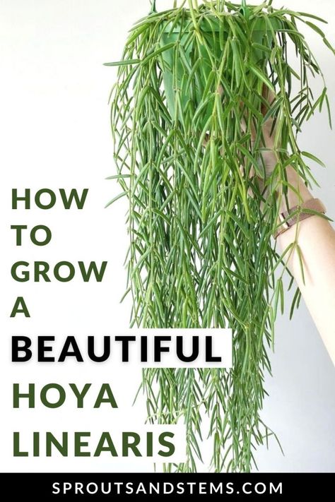 Care & Propagation Tips You NEED for the Unique Hoya Linearis Hoya Display Ideas, Linearis Hoya, Hoya Propagation, Hoya Bilobata, Hoya Plant Care, Hoya Care, Hoya Collection, Hoya Varieties, Hoya Linearis