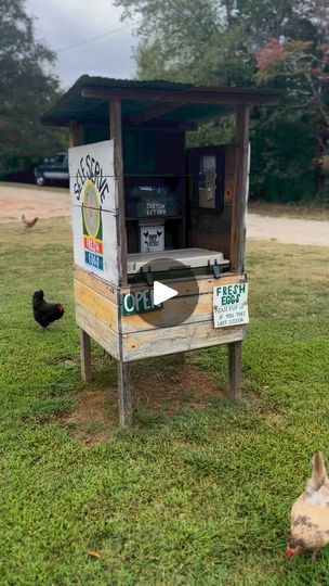 20M views · 612K reactions | Chickens are helping me close up the egg stand and change out employee of the week. Round of applause for Tracey 🐓👏🏼#eggs #chickens #homestead #backyardchickens #happychickens #roadsideamerica #homesteading #freerangechickens #freerangeeggs #eggstand #farmstand #producestand #honorsystemfarmstand #honorsystem #crazychickenlady #rainbowegg #backyardflock #farmfresh #farmtotable #beagoodhuman #honesty #farmersmarket #roadsidestand #fyp #growyourownfood #closing #closingshift #asmr #asmrsounds | Rosehips Rewritten Chicken Egg Business, Canning Herbs, Employee Of The Week, Chickens Homestead, House Rehab, Fresh Egg, Produce Stand, Backyard Chicken Coop Plans, Chicken Coup