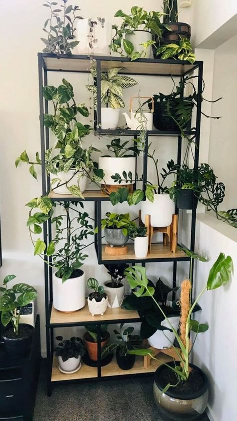 Black Plant Shelves, Live Edge Plant Shelf, Plants Without Sunlight, Indoor Plants Ideas Decor, Hanging Plant Indoor, Plant Organization, Plants Ideas Indoor, Interior Plant Design, Garden Ideas Indoor