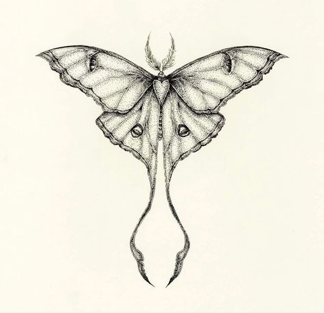 Tattoo Ideas Anatomy, Chinese Butterfly Tattoo, Unique Butterfly Drawing, Moth Tattoo On Back, Wings Stomach Tattoo, Stomach Butterfly Tattoo, Pretty Butterfly, Moth Wings Back Tattoo, Lunar Moth Tattoo Color