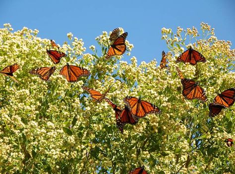 Monarch butterflies flock together Cottage Garden Plants, Make Food, Monarch Butterflies, Butterfly Bush, Rise Of The Guardians, Beautiful Bugs, Tree Hugger, Monarch Butterfly, Butterfly Wings