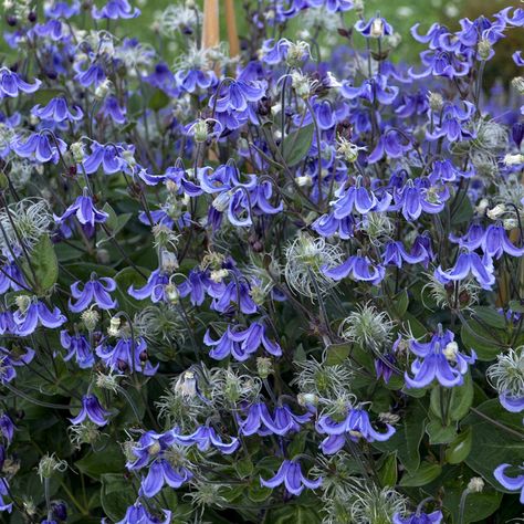 CLEMATIS_STAND_BY_ME_BUSH_CLEMATIS_PW_CLEMS_02 Clematis Varieties, Blue Clematis, Clematis Plants, Clematis Flower, Climbing Vines, Clematis, Dream Garden, Stand By Me, Plant Care