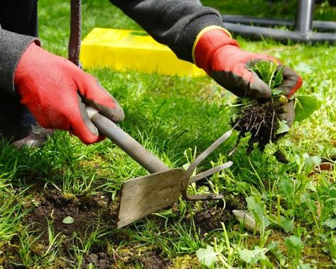 How To Remove Grass, Common Garden Weeds, National Day Calendar, Happy National Day, Weeds In Lawn, Lawn Care Tips, Landscape Maintenance, Garden Weeds, National Days