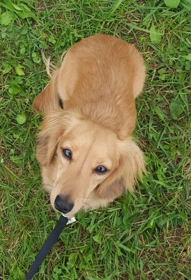 English Cream Long Haired Dachshund ❤ Cream Long Haired Dachshund, English Cream Dachshund, Victoria + Core, Cream Dachshund, English Cream, Long Haired Dachshund, Dachshund Love, Random Things, A Dog