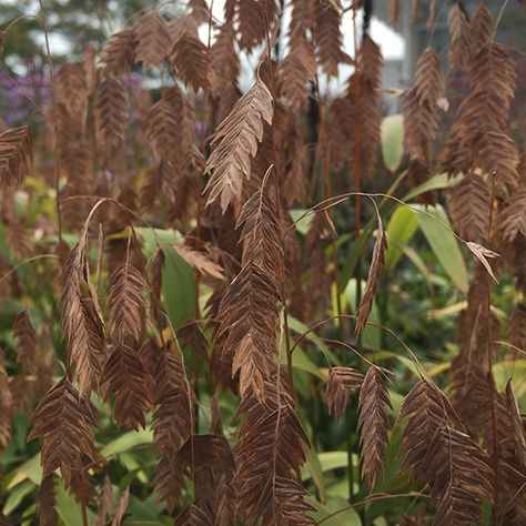 northern sea oats-Chasmanthium latifolium | Lurie Garden Northern Sea Oats, Gallium Odoratum, Chasmanthium Latifolium, Lurie Garden, Trifolium Pratense, Schizachyrium Scoparium, Allium Sativum, Sea Oats, Garden Mum