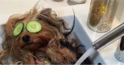 Dog Spa Relaxation Video | POPSUGAR Beauty Relaxation Video, Posing For Photos, Spa Relaxation, Dog Spa, Relaxing Gif, Best Spa, Popsugar Beauty, Rubber Ducky, The Spa