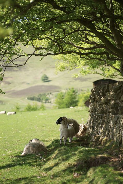 Cottages In Scotland, Sheep Art, Farm Photo, Sheep Farm, A Sheep, British Countryside, Arte Animal, Scotland Travel, English Countryside