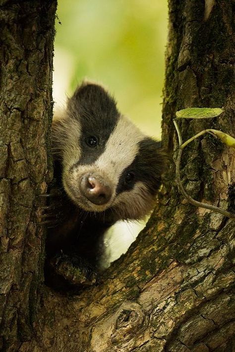 English Badger, Badger Aesthetic, Badger Photography, Badger Images, British Woodland, American Badger, Badger Tattoo, European Badger, Funny Horse Pictures