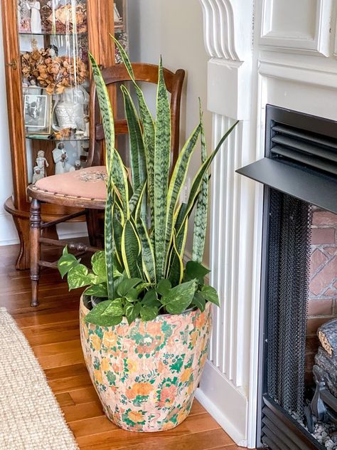 Snake Plant Decor, Cleaning Tips Tricks, Companion Planting Vegetables, Small House Garden, Snake Plant Care, Herb Containers, Container Vegetables, Herb Garden Design, Vertical Garden Diy