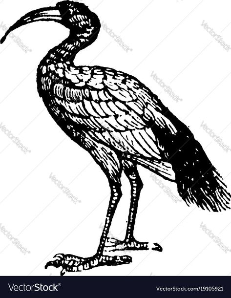 Ibis Illustration, Engraving Illustration, Single Image, Line Drawing, Art Boards, Adobe Illustrator, Vector Images, Vector Free, High Resolution