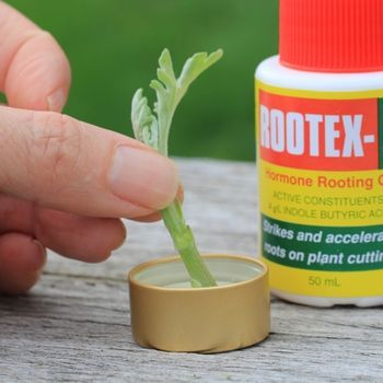 Give Your Cuttings a Helping Hand with Rooting Powder or Gel Arrow Root Powder Uses, Rooting Powder, Arrow Root, Rooting Hormone, Seed Collection, Flowers Arrangements, Fresh Flowers Arrangements, Helping Hand, Helping Hands