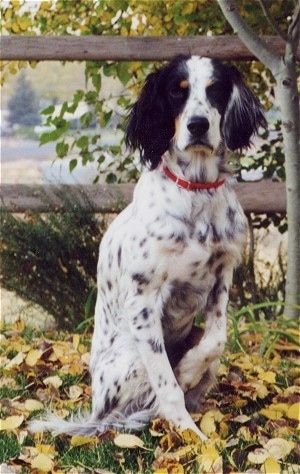 A black and white with tan Llewellin Setter is sitting in grass that is covered in leaves in front of a wooden split rail fence. Llewellin Setters, English Setter Dogs, English Setters, Springer Spaniels, Black Lab Puppies, English Springer, Bird Dogs, English Setter, Irish Setter