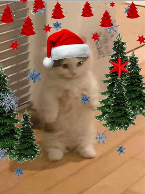 Christmas cute cat profile picture, christmas conifer trees with red stars, christmas decoration on cute cat, christmas vibes, snow flakes, santa claus hat, cute cat standing pfp meme Cat Profile Picture, Picture Profile, Cat Standing, Cat Profile, Cat Stands, Christmas Cat, Christmas Aesthetic, Christmas Cats, Cat Pics