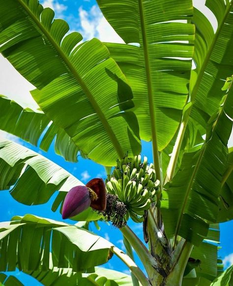 Pohon Pisang Aesthetic, 숲 사진, Monogram Wallpaper, Pretty Wallpapers Tumblr, Banana Plants, Flowery Wallpaper, Water Sea, Banana Tree, Lake Beach