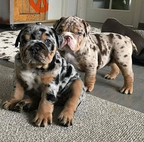 Cute English bulldog puppies available for adoption DM for more details... Cute Bulldog Puppies, Cute Bulldogs, English Bulldog Puppies, English Bulldog Puppy, Blue Merle, French Bulldog Puppies, Cute Dogs And Puppies, Bulldog Puppies