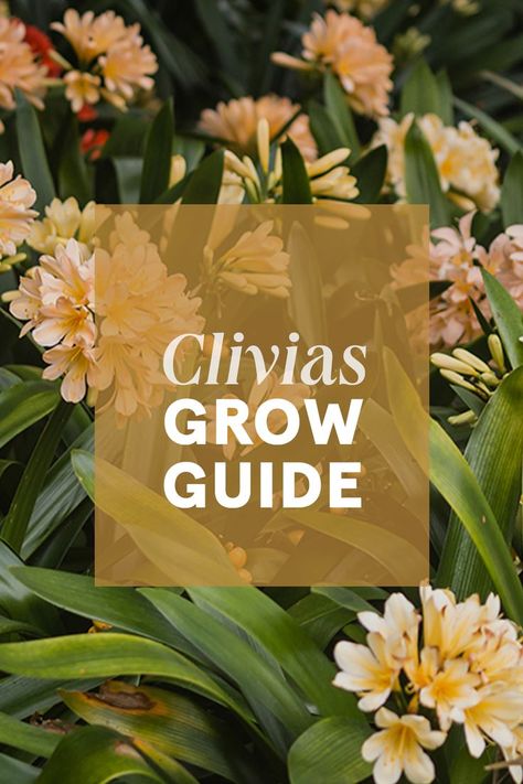 A subtropical plant, Clivia are an excellent plant for Auckland's climate. Clivia will brighten up those dark, dry, shady spots in your garden where other plants won't grow. Clivia flower in late winter- spring, flowers come in a range of colours from, red, orange, cream and yellow, which are produced on tall stems that sit above the dark green strappy leaves. They look amazing planted in large clumps under trees and are a great combination planted with Asplenium bulbiferum Hen and chicken ferns Clivia Plant, Nz Garden, Gardening Inspiration, Hen Chicken, Side Garden, Plants Garden, Late Winter, Plant Combinations, Dry Leaf